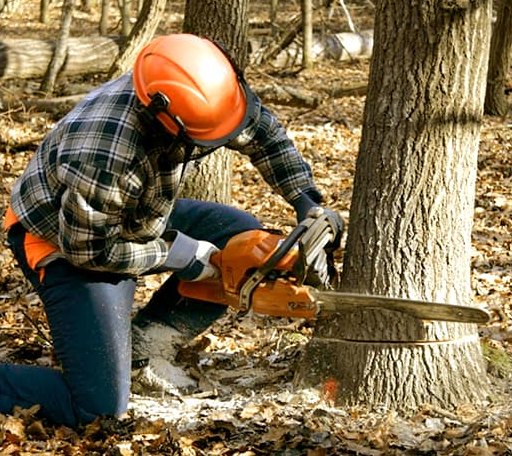 Tree Removal in Portland, AR